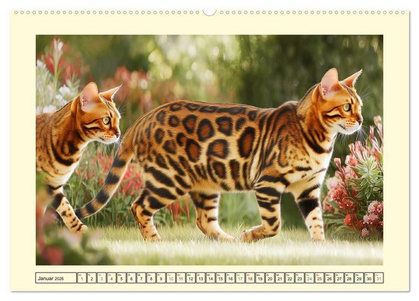 Produktbild: Bengalkatzen. Der elegante Mini-Leopard im Garten (Wandkalender 2026 DIN A2 quer), CALVENDO Monatskalender