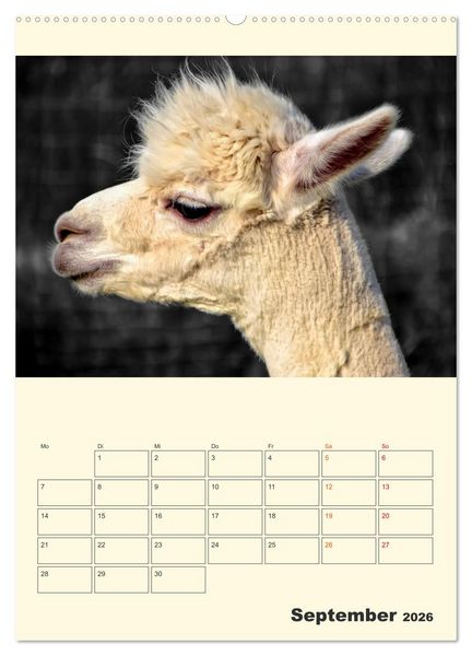 Produktbild: Putzige Alpakas (hochwertiger Premium Wandkalender 2026 DIN A2 hoch), Kunstdruck in Hochglanz