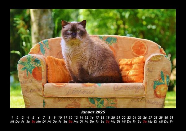 Produktbild: F&uuml;r Katzenfreunde 2025 Fotokalender DIN A3
