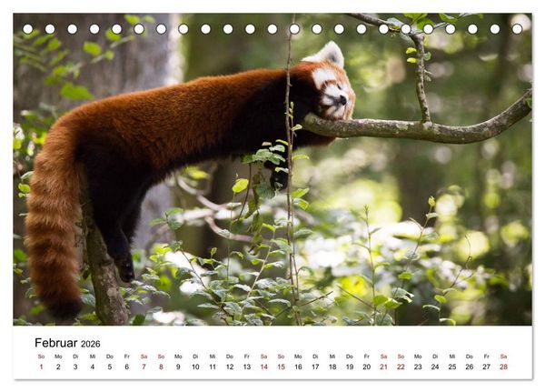 Produktbild: Rote Pandas - geschickte Kletterer (Tischkalender 2026 DIN A5 quer), CALVENDO Monatskalender