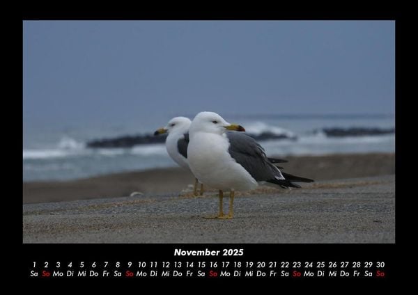 Produktbild: M&ouml;wen 2025 Fotokalender DIN A3