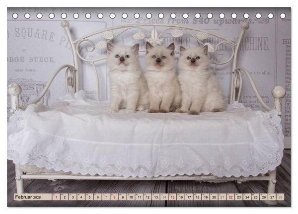 Produktbild: RAGDOLLS Impressionen aus der Kinderstube (Tischkalender 2026 DIN A5 quer), CALVENDO Monatskalender