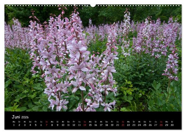 Produktbild: Faszination Harz 2026 (Wandkalender 2026 DIN A2 quer), CALVENDO Monatskalender