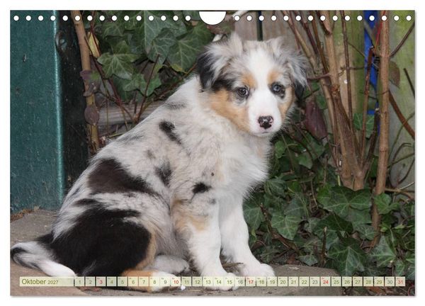 Produktbild: Australian Shepherd - H&uuml;tehunde mit Familienanschluss (Wandkalender 2027 DIN A4 quer), CALVENDO Monatskalender