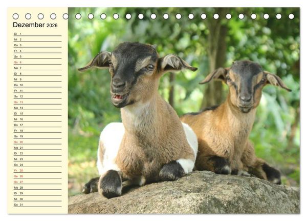 Produktbild: Ziegen. Lustige Ausbruchsk&uuml;nstler (Tischkalender 2026 DIN A5 quer), CALVENDO Monatskalender