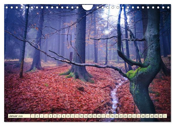 Produktbild: Mystische W&auml;lder - Zauber der Natur (Wandkalender 2026 DIN A4 quer), CALVENDO Monatskalender