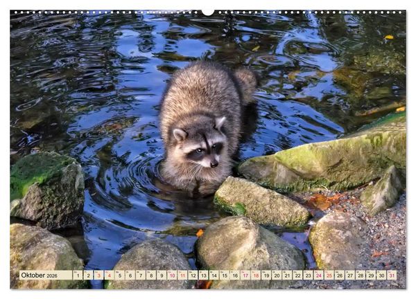 Produktbild: Waschb&auml;r - Niedlicher Allesfresser (Wandkalender 2026 DIN A2 quer), CALVENDO Monatskalender