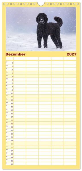Produktbild: Familienplaner 2027 - Lockenw&ouml;lfe - Energieb&uuml;ndel Pudel mit 5 Spalten (Wandkalender, 21 x 45 cm) CALVENDO