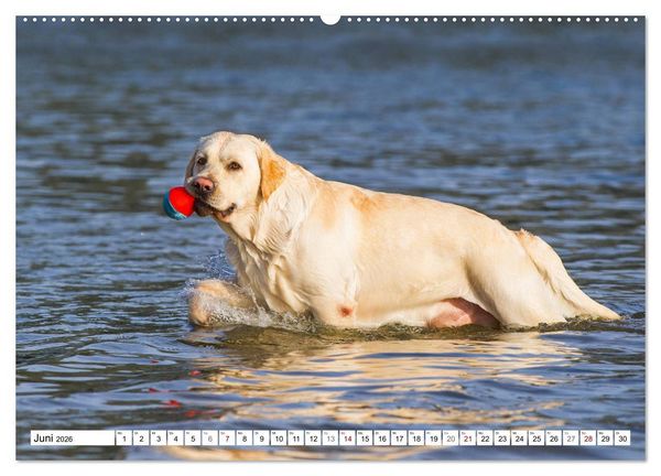Produktbild: Freund auf 4 Pfoten - Labrador Retriever (Wandkalender 2026 DIN A2 quer), CALVENDO Monatskalender