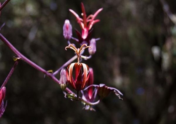 Produktbild: Madeiras Blumenwelt (Tischaufsteller DIN A5 quer)