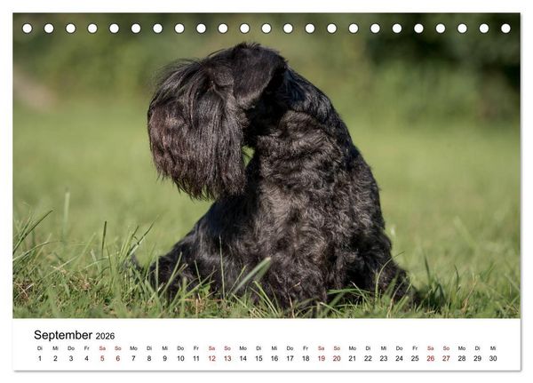 Produktbild: Schnauzer... von Zwergen und Riesen 2026 (Tischkalender 2026 DIN A5 quer), CALVENDO Monatskalender