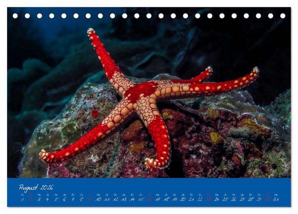 Produktbild: Meer sehen - Abenteuer Tauchen (Tischkalender 2026 DIN A5 quer), CALVENDO Monatskalender