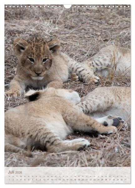 Produktbild: L&ouml;wen in Sabi Sands (Wandkalender 2026 DIN A3 hoch), CALVENDO Monatskalender