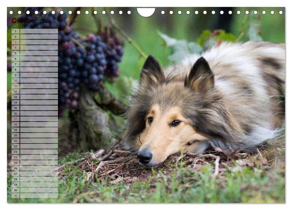 Produktbild: Highland Hawk Fame - Ein Collie begleitet durch das Jahr (Wandkalender 2026 DIN A4 quer), CALVENDO Monatskalender
