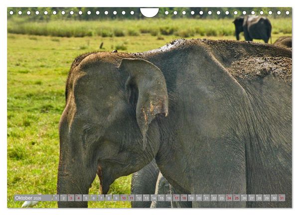 Produktbild: Sri Lanka, Gr&uuml;ne Berge - unber&uuml;hrte Natur (Wandkalender 2026 DIN A4 quer), CALVENDO Monatskalender