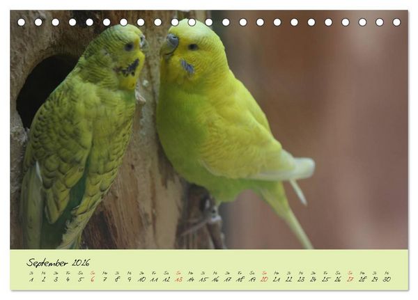 Produktbild: Wellensittiche - Gefiederte Freunde (Tischkalender 2026 DIN A5 quer), CALVENDO Monatskalender