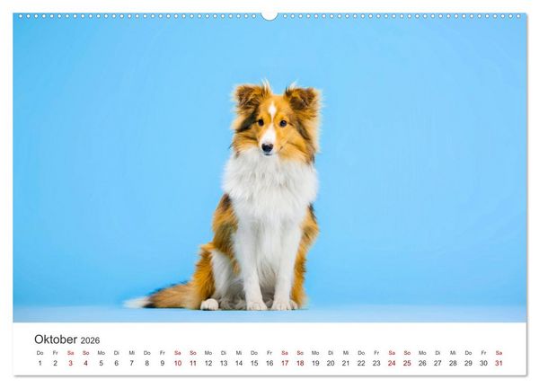 Produktbild: Shelties - Die zuckers&uuml;&szlig;en Vierbeiner. (Wandkalender 2026 DIN A2 quer), CALVENDO Monatskalender