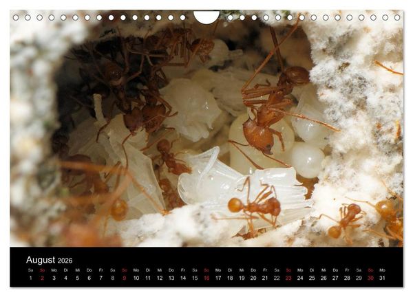 Produktbild: Atta sexdens - Blattschneiderameise (Wandkalender 2026 DIN A4 quer), CALVENDO Monatskalender