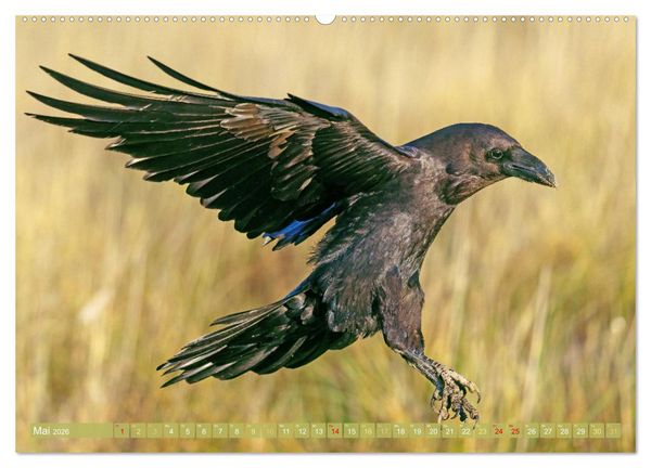 Produktbild: Rabenv&ouml;gel: Schwarz, schlau, sch&ouml;n (hochwertiger Premium Wandkalender 2026 DIN A2 quer), Kunstdruck in Hochglanz