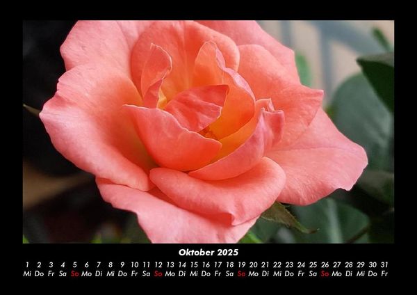Produktbild: Blumentr&auml;ume 2025 Fotokalender DIN A3