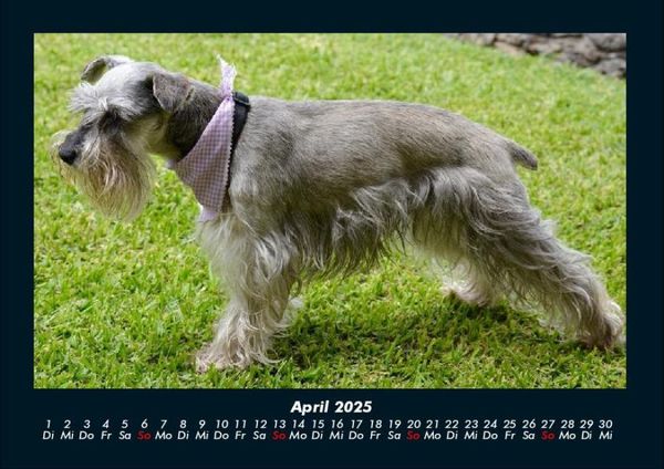 Produktbild: Der Hundekalender 2025 Fotokalender DIN A4
