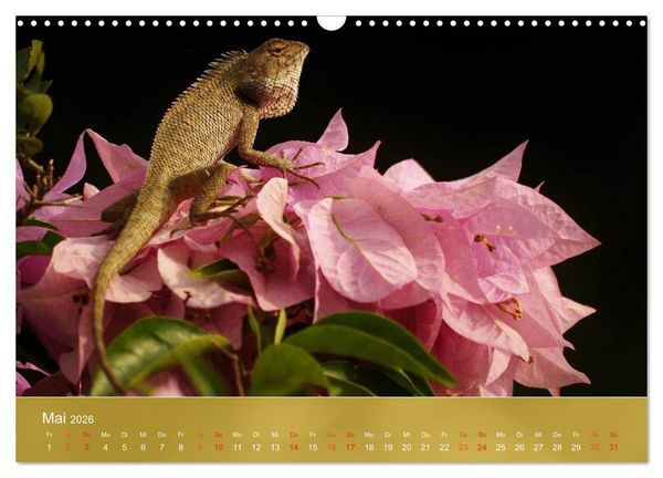Produktbild: Agamen - Echsen aus der Urzeit (Wandkalender 2026 DIN A3 quer), CALVENDO Monatskalender