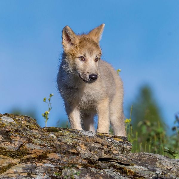 Produktbild: W&ouml;lfe / Wolves 2027