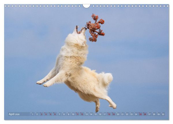 Produktbild: Mein fliegender Isl&auml;nder (Wandkalender 2026 DIN A3 quer), CALVENDO Monatskalender
