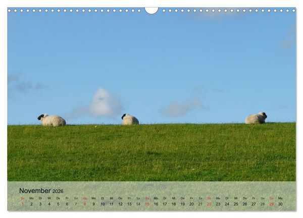 Produktbild: Schafe z&auml;hlen leicht gemacht! (Wandkalender 2026 DIN A3 quer), CALVENDO Monatskalender