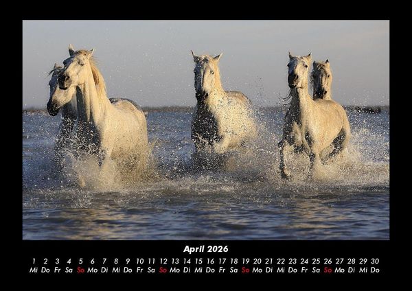 Produktbild: Die Welt der Pferde 2026 Fotokalender DIN A3