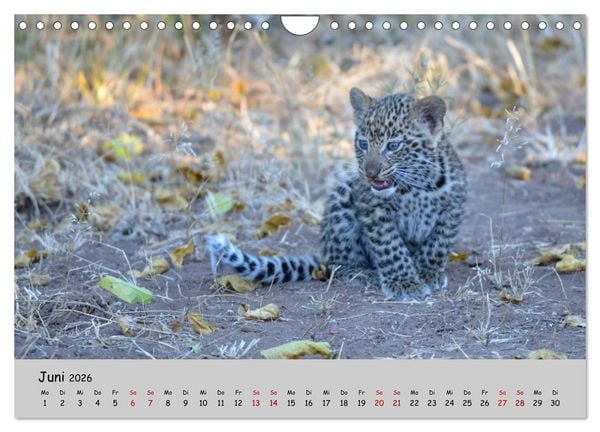 Produktbild: Leoparden - gro&szlig; und klein (Wandkalender 2026 DIN A4 quer), CALVENDO Monatskalender