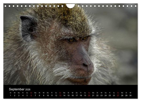 Produktbild: Affentheater (Wandkalender 2026 DIN A4 quer), CALVENDO Monatskalender
