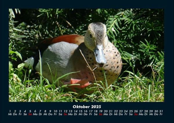 Produktbild: V&ouml;gel 2025 Fotokalender DIN A4