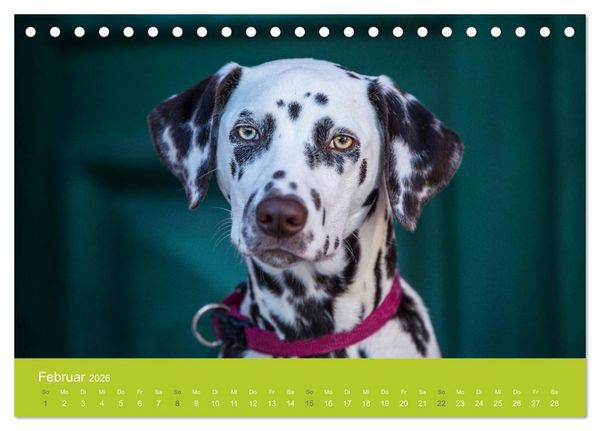 Produktbild: Traumschnauzen (Tischkalender 2026 DIN A5 quer), CALVENDO Monatskalender