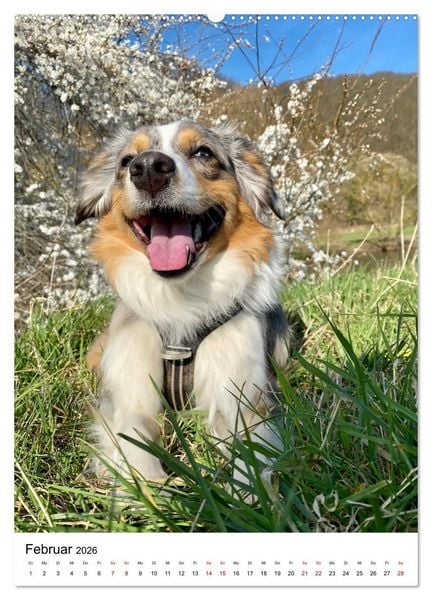 Produktbild: Hermine - Ein Jahr mit einem Mini Australian Shepherd (Wandkalender 2026 DIN A2 hoch), CALVENDO Monatskalender