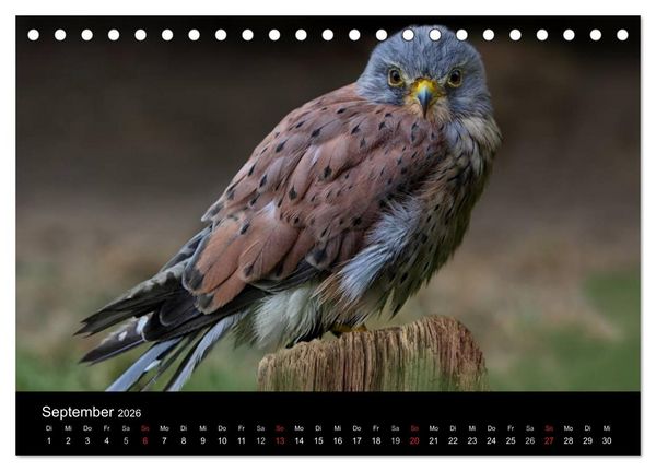 Produktbild: Raubv&ouml;gel zum Greifen nahe (Tischkalender 2026 DIN A5 quer), CALVENDO Monatskalender