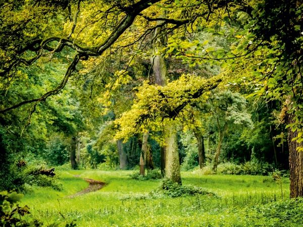Produktbild: CALVENDO Puzzle Ein Blick in den Wald | 1000 Teile Lege-Gr&ouml;&szlig;e 64x48cm Foto-Puzzle f&uuml;r gl&uuml;ckliche Stunden