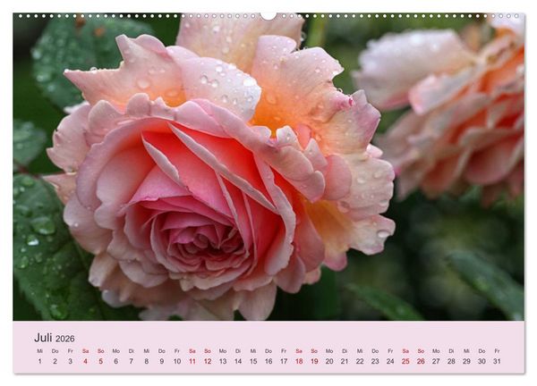 Produktbild: Rosen Reigen im Garten (Wandkalender 2026 DIN A2 quer), CALVENDO Monatskalender