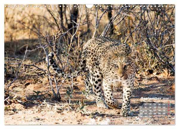 Produktbild: Namibia, Sch&ouml;nheit und Vielfalt (Wandkalender 2026 DIN A3 quer), CALVENDO Monatskalender
