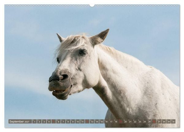 Produktbild: Das Lachen der Pferde - Lustige Gesichter (hochwertiger Premium Wandkalender 2027 DIN A2 quer), Kunstdruck in Hochglanz