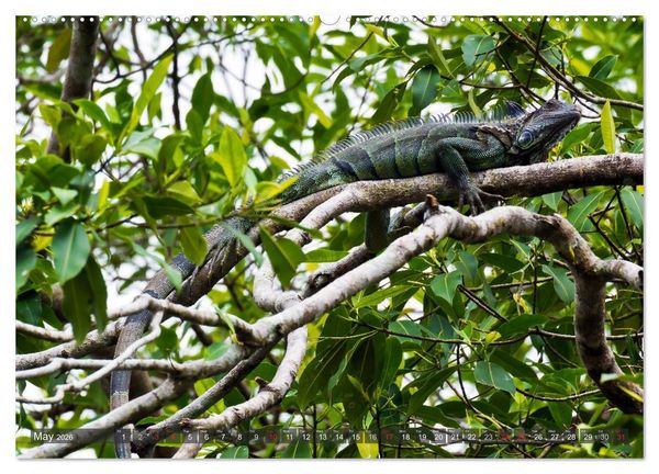 Produktbild: Amazing Costa Rica (High Quality Premium Wall Calendar 2026 DIN A2 landscape),CALVENDO 12 Month Wall Calendar