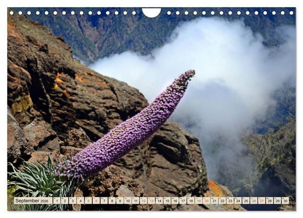 Produktbild: Magic Moments - LA PALMA (Wandkalender 2026 DIN A4 quer), CALVENDO Monatskalender
