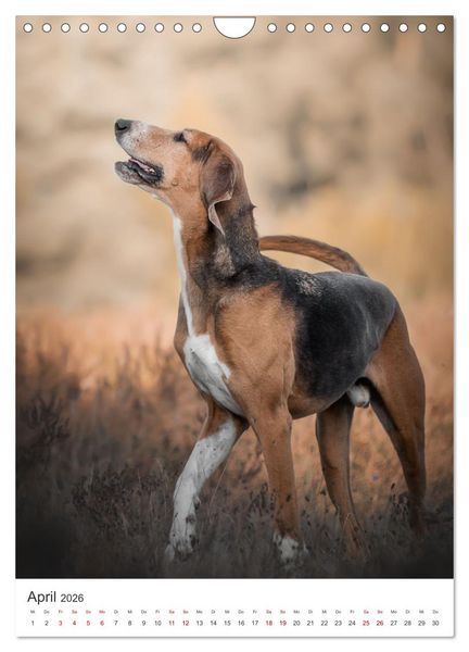 Produktbild: Hunde - Unsere treuen Wegbegleiter. (Wandkalender 2026 DIN A4 hoch), CALVENDO Monatskalender