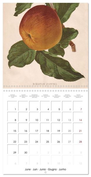 Produktbild: Art & Pomology - Apples 2026 (Wall Calendar 2026 12 &times; 12 Inch) CALVENDO 12 Month Wall Calendar
