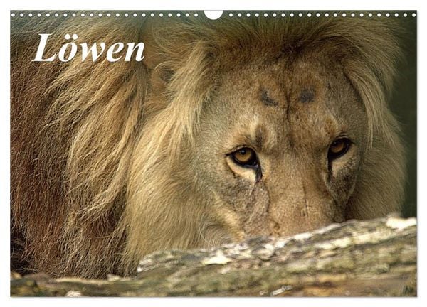 Produktbild: L&ouml;wen (Wandkalender 2026 DIN A3 quer), CALVENDO Monatskalender