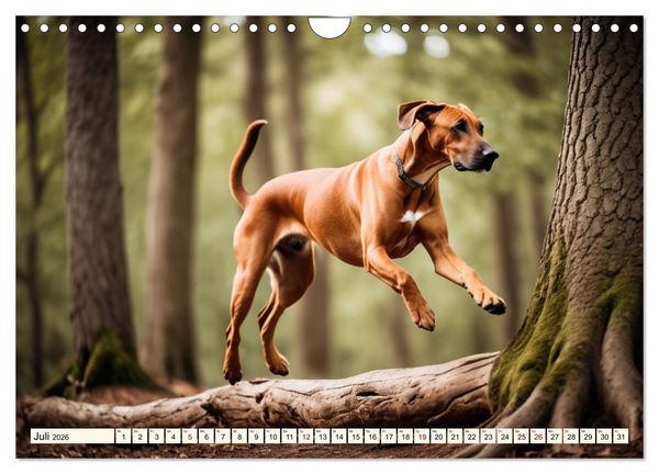 Produktbild: Rhodesian Ridgeback - Athlet mit R&uuml;ckenkamm (Wandkalender 2026 DIN A4 quer), CALVENDO Monatskalender