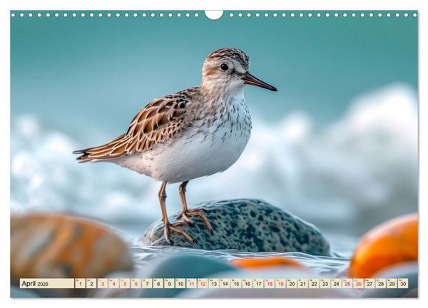 Produktbild: Strandl&auml;ufer - immer flink unterwegs (Wandkalender 2026 DIN A3 quer), CALVENDO Monatskalender