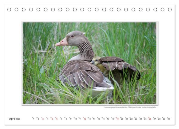 Produktbild: Neusiedler See / CH-Version (Tischkalender 2026 DIN A5 quer), CALVENDO Monatskalender