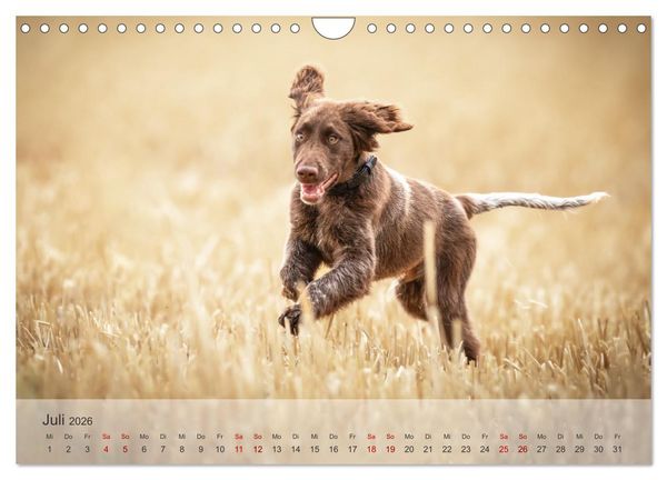 Produktbild: Der kleine M&uuml;nsterl&auml;nder (Wandkalender 2026 DIN A4 quer), CALVENDO Monatskalender
