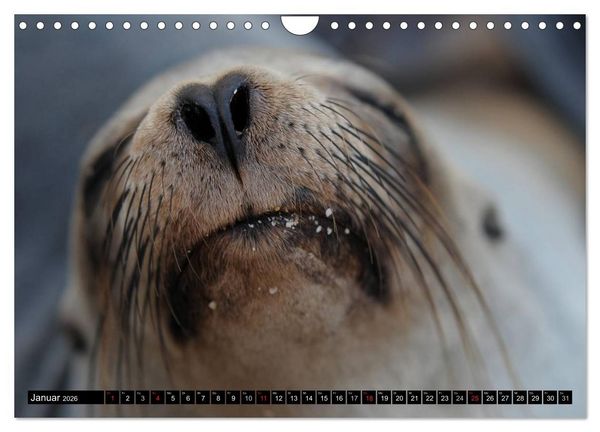 Produktbild: Galapagos Archipel- Faszination Tierwelt (Wandkalender 2026 DIN A4 quer), CALVENDO Monatskalender